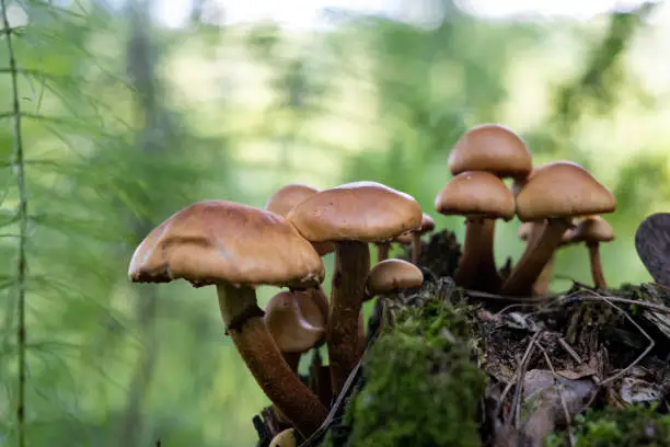 Photo of Beautiful mushroom in the forest. Mushroom picking in the forest