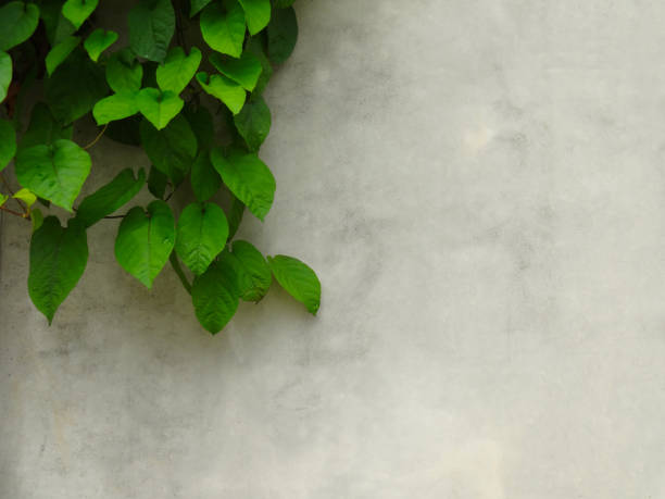 istock climbing ivy on the wall. Picture for use as Background image or copy space 1730860867