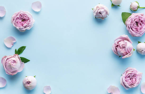 istock Pink rose flowers on pastel blue background 1730875493