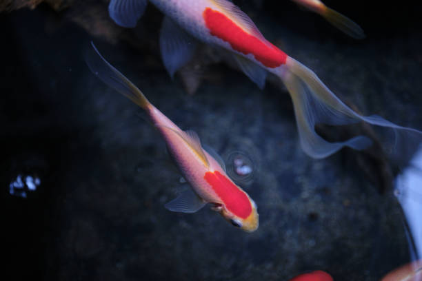 istock Beautiful red and white goldfish swimming 1730875716
