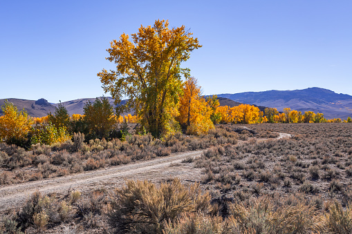 Country road framed with fall colors trees in sunny day. Idaho, USA