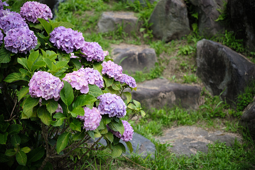 Purple hydrangeas and stone stairs