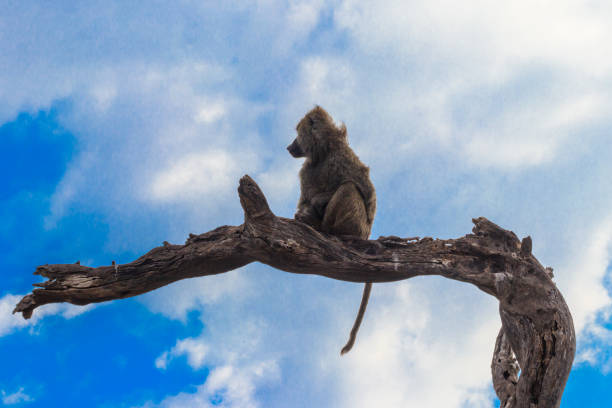 istock Olive baboon (Papio anubis), also called the Anubis baboon, sitting on a dried tree in Serengeti National Park in Tanzania 1730908566