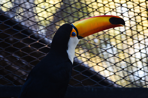 captured toucan