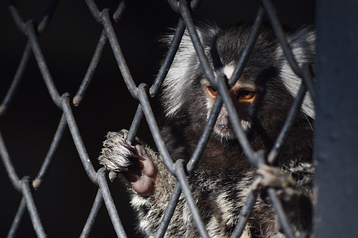 Sad monkey locked in a metal cage