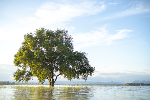 A large, lonely tree stood in the middle of the water, lit by soft sunlight. The background is the evening blue sky.