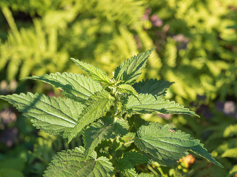 The nettle, Urtica dioica, with green leaves grows in natural thickets. Medicinal wild plant nettle. Nettle grass with fluffy green leaves. Nettle herb grows in the ground.