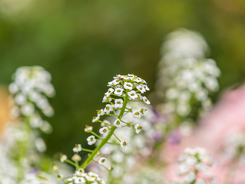 Dainty purple and white flowers of Lobularia maritima Alyssum maritimum, sweet alyssum or sweet alison, alyssum genus Alyssum is a species of low-growing flowering plant in family Brassicaceae.