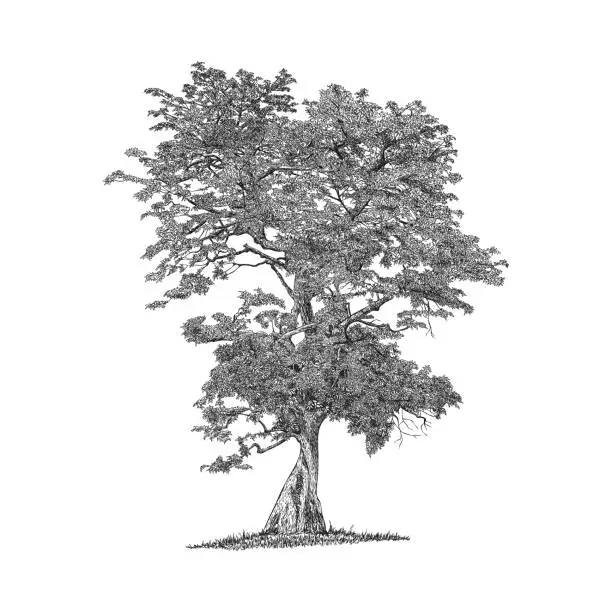 Vector illustration of Hand drawn pen and ink tree illustration