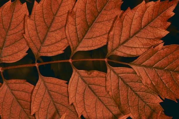 istock Grape leaves close-up. Fresh green background 1730941283