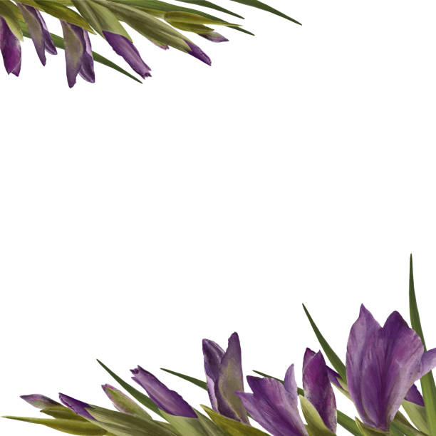 illustrations, cliparts, dessins animés et icônes de aquarelle glaïeń� glaïeulus. cadre floral avec fleurs violettes boutons feuilles illustration peinte à la main - flower purple gladiolus isolated