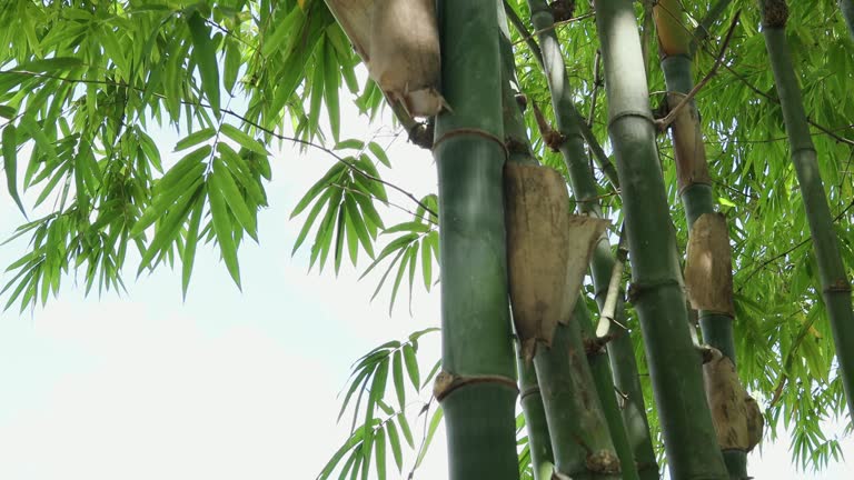 Big bamboo tree in the natural forest