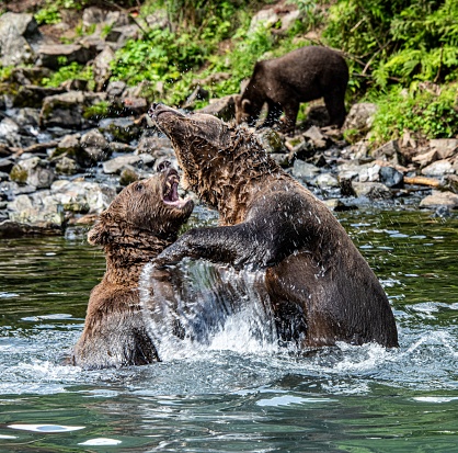 A group of Alaskan Brown Bear near Big River