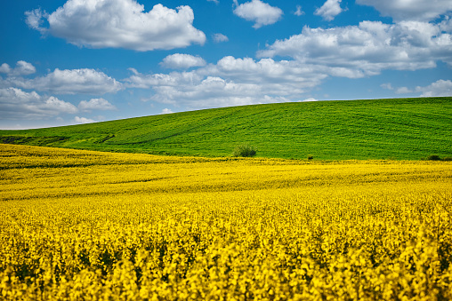 Canola and wheat fields creating a constrasting yellow, green and blue landscape