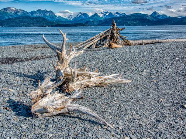 A driftwood on a rocky beach in Homer, Alaska