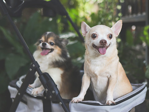Portrait of two  chihuahua dogs standing in pet stroller in the garden. Smiling happily.