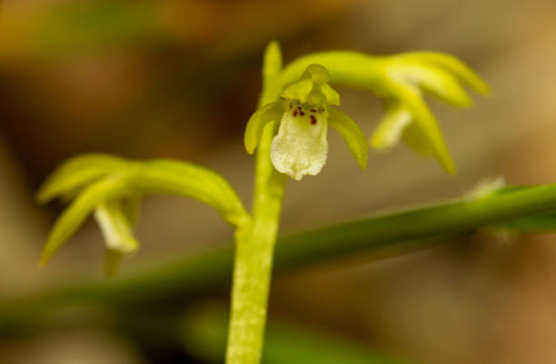 istock Coral-root Orchid in natural habitat 1730974547
