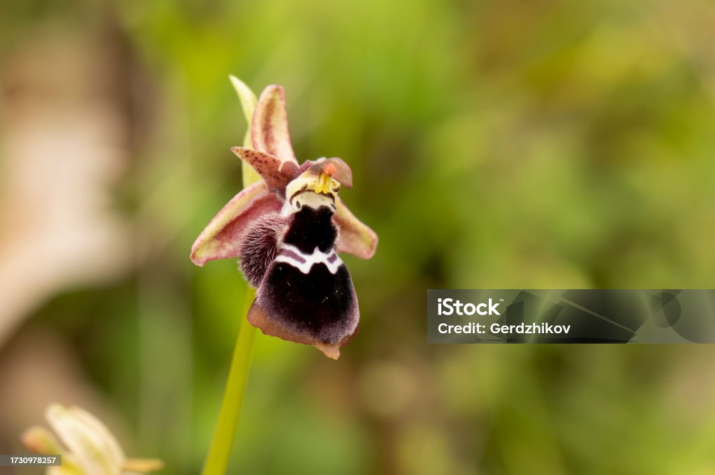 Orquídea diamante (Ophrys reinholdii) en hábitat natural - Foto de stock de Abeja libre de derechos Orquídea diamante (Ophrys reinholdii) en hábitat natural - Foto de stock de Abeja libre de derechos