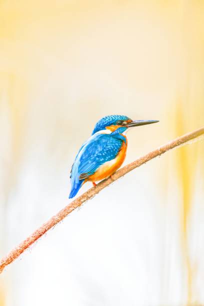 istock Beautiful sweet background with bird - Common Kingfisher (Alcedo atthis) 1730978264