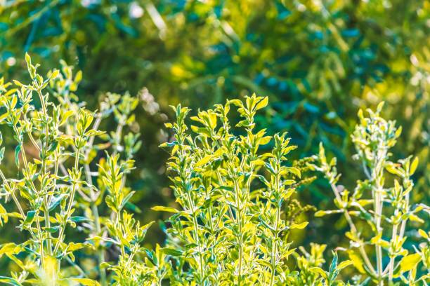 スクリーンセーバーやその他のニーズのための植物の背景 - japanese art ストックフォトと画像