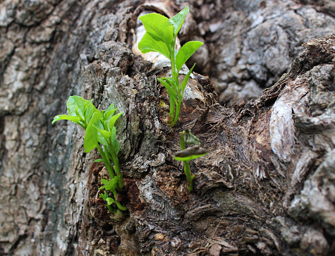 Young twigs with green leaves on a poplar tree trunk