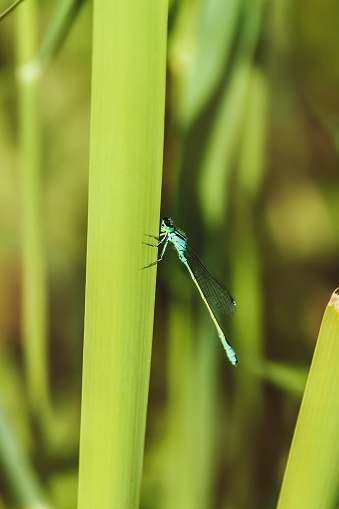 Beautiful background with a dragonfly on a plant