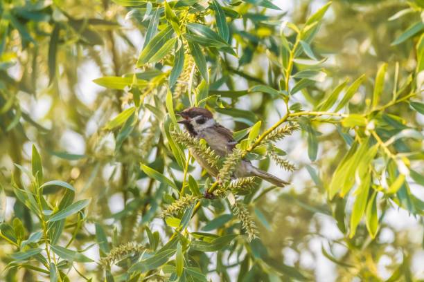 istock Bird Eurasian tree sparrow (Passer montanus) in the wild 1730982666