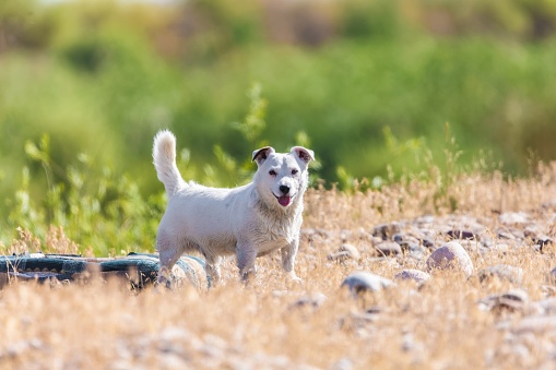 A pet dog walks outdoors. Purebred breed Jack Russell Terrier male