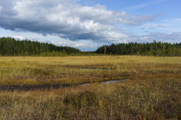istock Swamp landscape from Finland. 1730991616