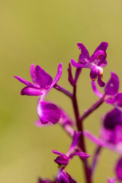 istock Loose-flowered Orchid (Orchis laxiflora) in natural habitat 1730993757