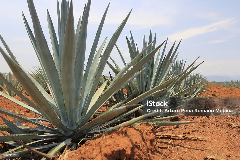 Agave Blue Ageve plant to distill tequila. Blue Agave Stock Photo