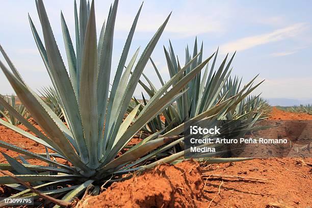 Agave Stock Photo - Download Image Now - Blue Agave, Agriculture, Guadalajara - Mexico