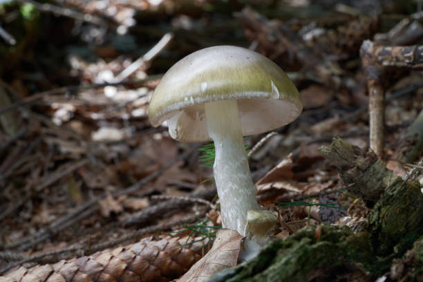 치명적인 유독 한 amanita phalloides가 땅에 있습니다. 데스캡(deathcap) 또는 데스캡(death cap)으로 알려져 있습니다. 가문비나무 너도밤나무 숲에 있는 야생 녹색 버섯. - 알광대버섯 뉴스 사진 이미지