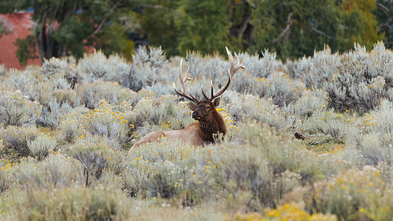 With fall colors and foggy mountains, a large bull elk remains vigilant and smells the September air in Horseshoe Park, part of Rocky Mountain National Park, Colorado.