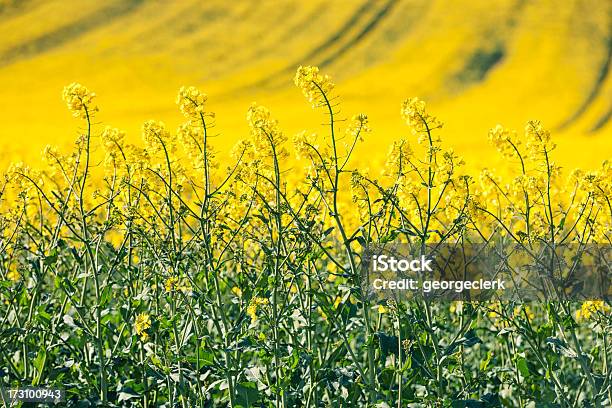 Colza Colheita - Fotografias de stock e mais imagens de Reino Unido - Reino Unido, Colheita, Colza