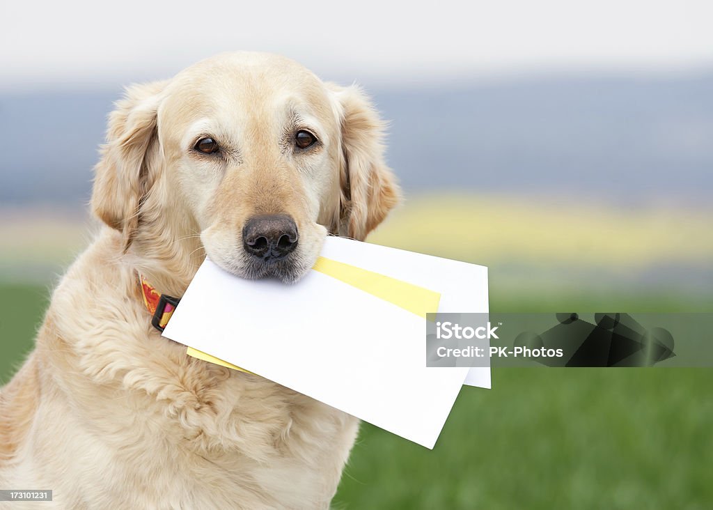 Cão carregar letras - Royalty-free Cão Foto de stock
