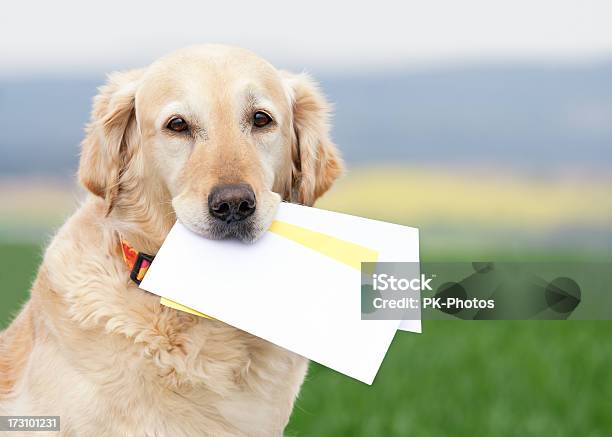 Cão Carregar Letras - Fotografias de stock e mais imagens de Cão - Cão, Correio, Carta - Documento
