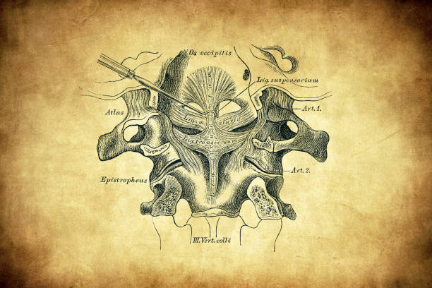 The ligaments between the epistropheus, atlas and occipital bones seen from the vertebral canal