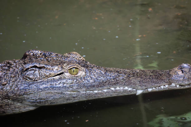 istock portrait of a crocodile, close-up 1731031647
