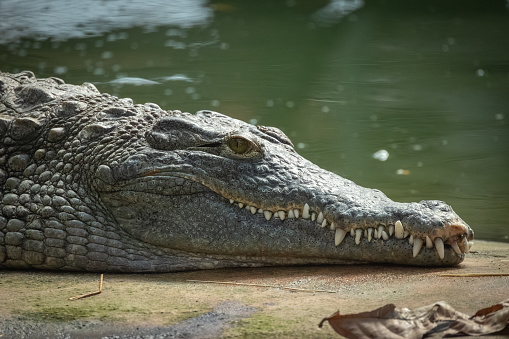 Big crocodile close-up with sharp teeth young