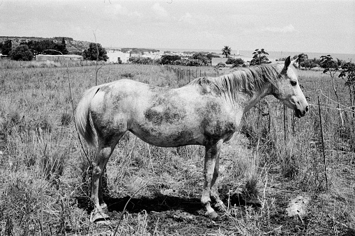 Horse in Sicilian farm