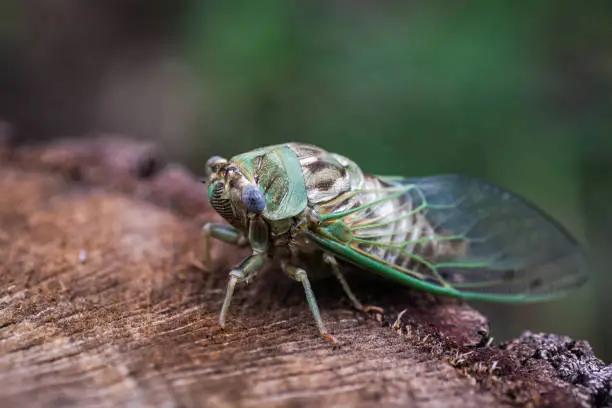 Cicadas in the garden always make loud noise every year.