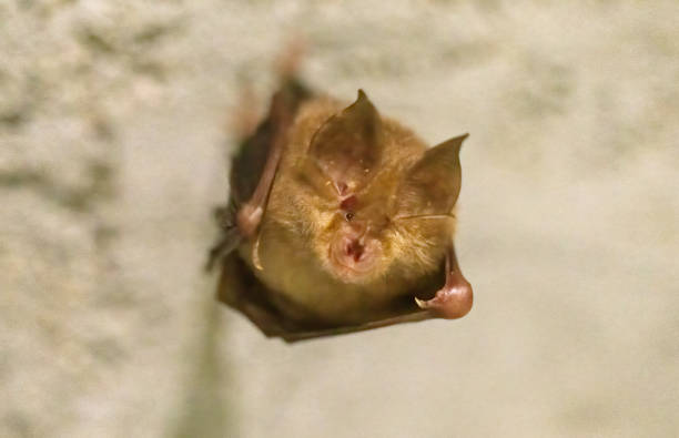 Brown long-eared bat (Plecotus auritus)