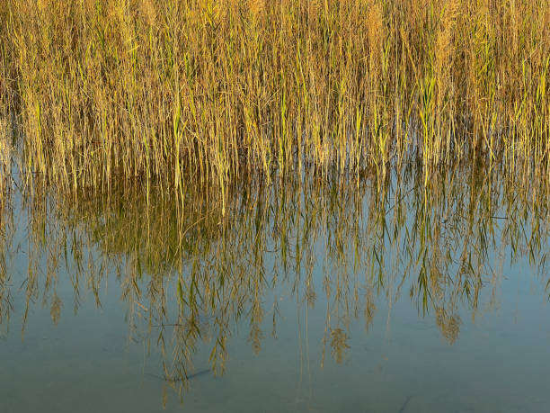 istock Tall grass with reflection in the water 1731052928