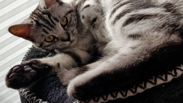 gato - almohadillas pata de animal fotos fotografías e imágenes de stock