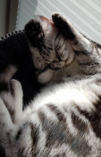 gato - almohadillas pata de animal fotos fotografías e imágenes de stock