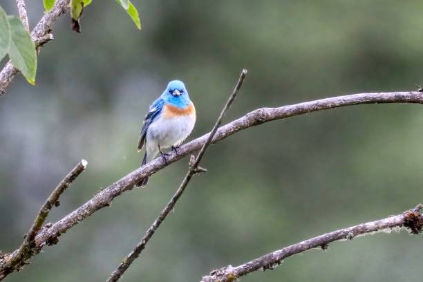 istock Lazili Bunting perched on tree branch 1731056145