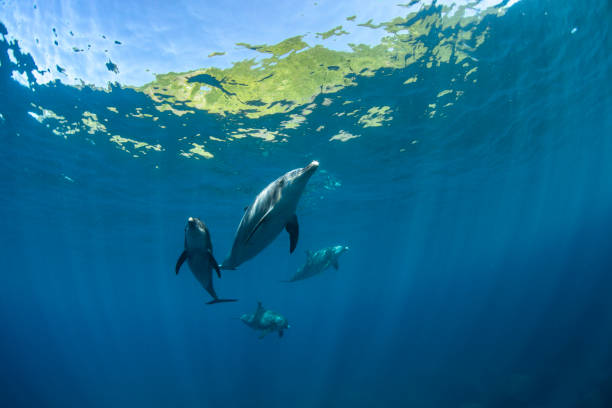 istock Wild dolphins swimming in groups of four 1731058686