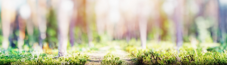 Forest blur panorama. Beautiful green landscape nature background
