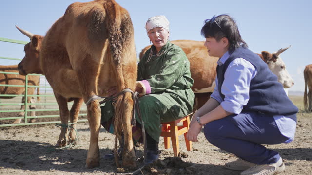 Mongolian nomad lady showing chinese tourist how to milk cow